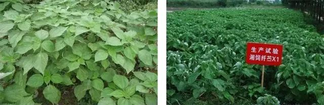湖南jdb电子动物营养集团股份有限公司,湖南动物营养,断奶特供,粒粒乳,营养奶片,浓缩人工乳